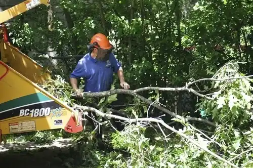 tree services Manahawkin